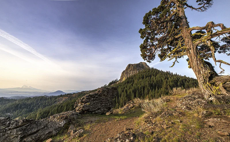summer view of Pilot Rock from along the trail with lone gnarled oak tree