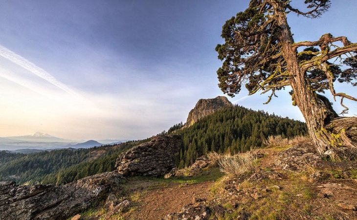 Pilot rock with mountains in distance and gnarled tree in foreground at dusk