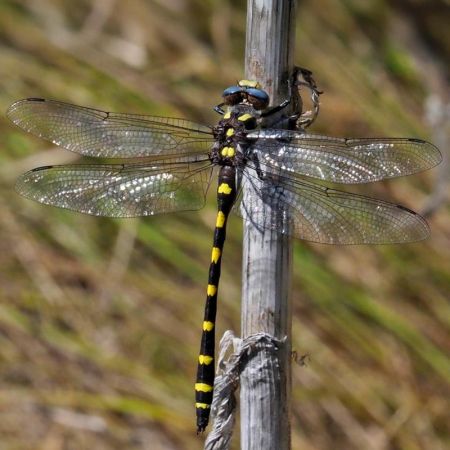Pacific Spiketail dragonfly closeup photo by Dennis Paulson