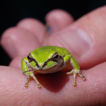 Pacific Tree Frog in hand closeup