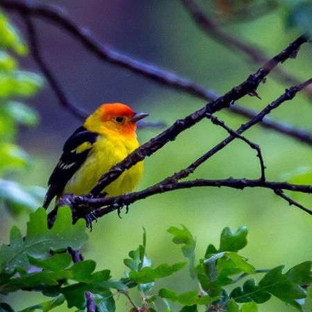 Western Tanager closeup photo by Nick Viani