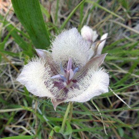 Tolmie’s cats ear (Calochortus tolmiei) at Greensprings area