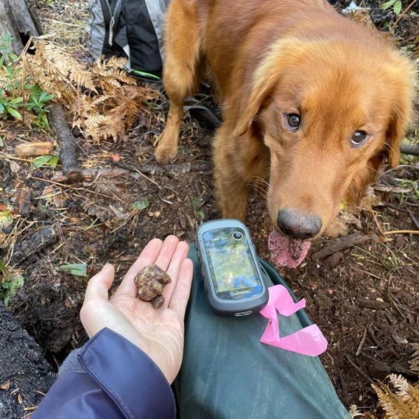 Friends Research Fund grant recipient Hilary Rose Dawson does research of truffle fungi found in the Cascade-Siskiyou National Monument