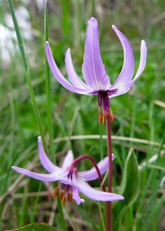 Henderson's Fawn Lily closeup