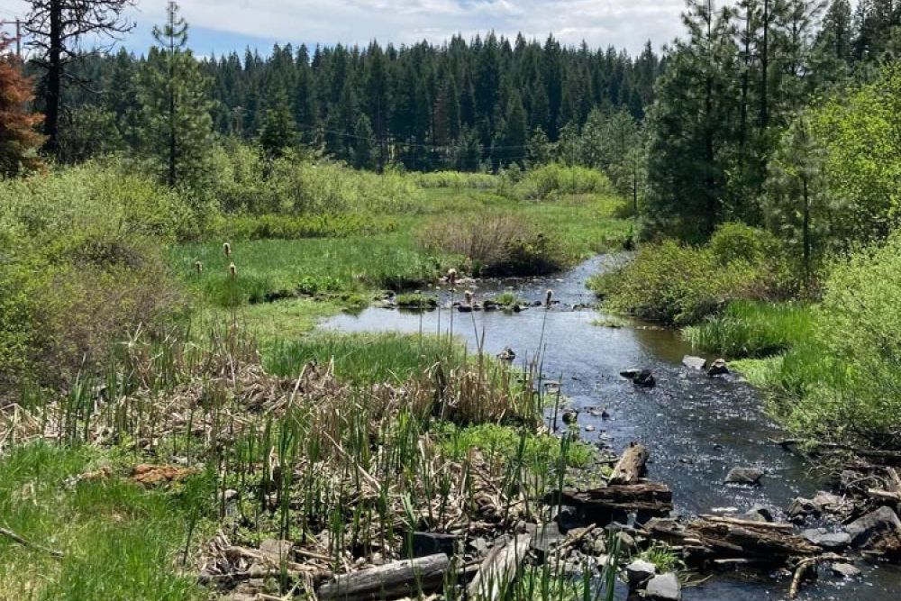 Little Hyatt Lake trail via the Pacific Crest Trail