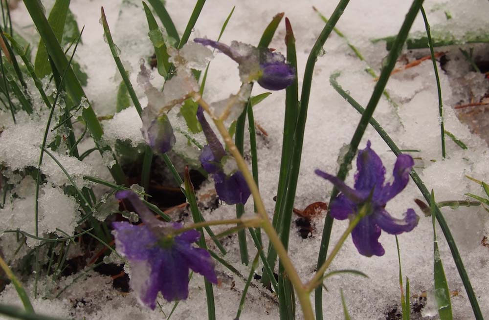  Earth Day 2016 hike on Greensprings trail images by katie boehnlein ©&nbsp;2016  