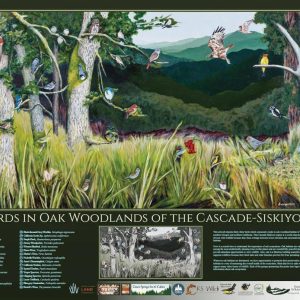 poster titled Birds in Oak Woodlands of the Cascade-Siskiyous by BLM Artist in Residence Deb Van Poolen at Biodiversity Arts