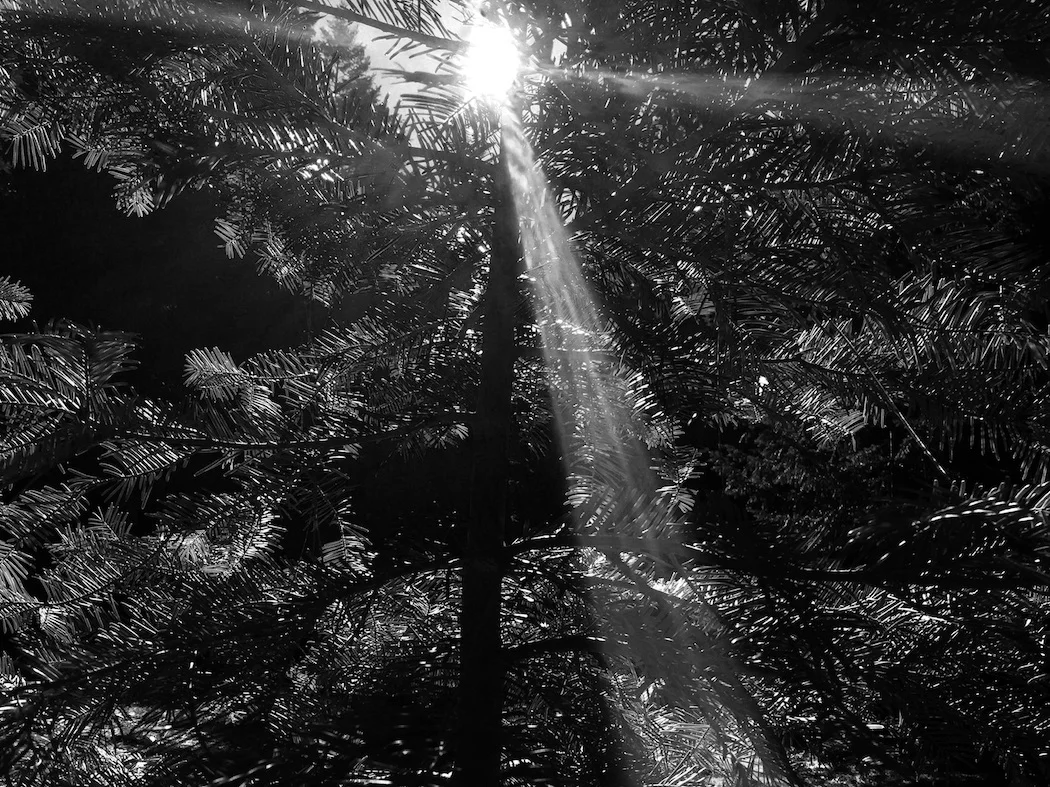 sunlight through trees by Collin Malloy