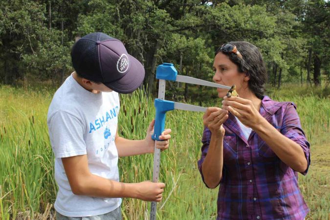 Student measuring a Western Pond Turtle