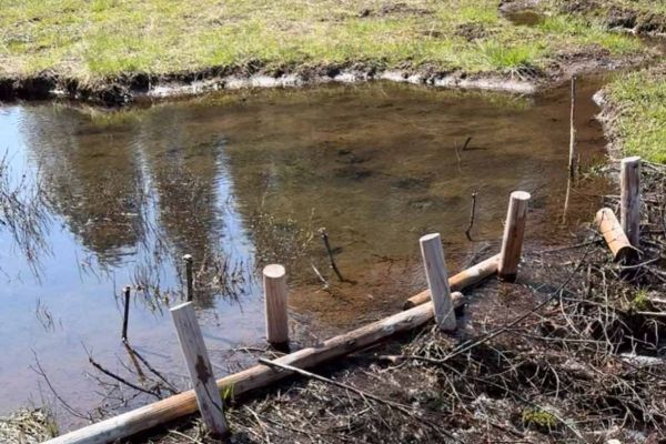 beaver dam analog at Mardon Meadows